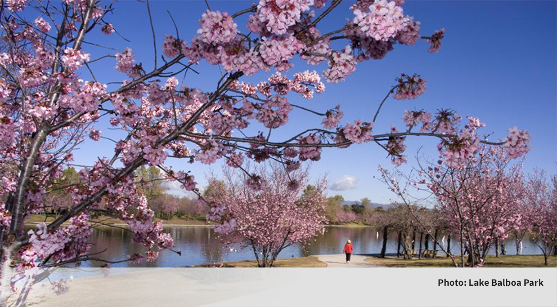 cherry blossoms